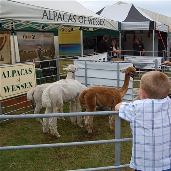 New Forest Show